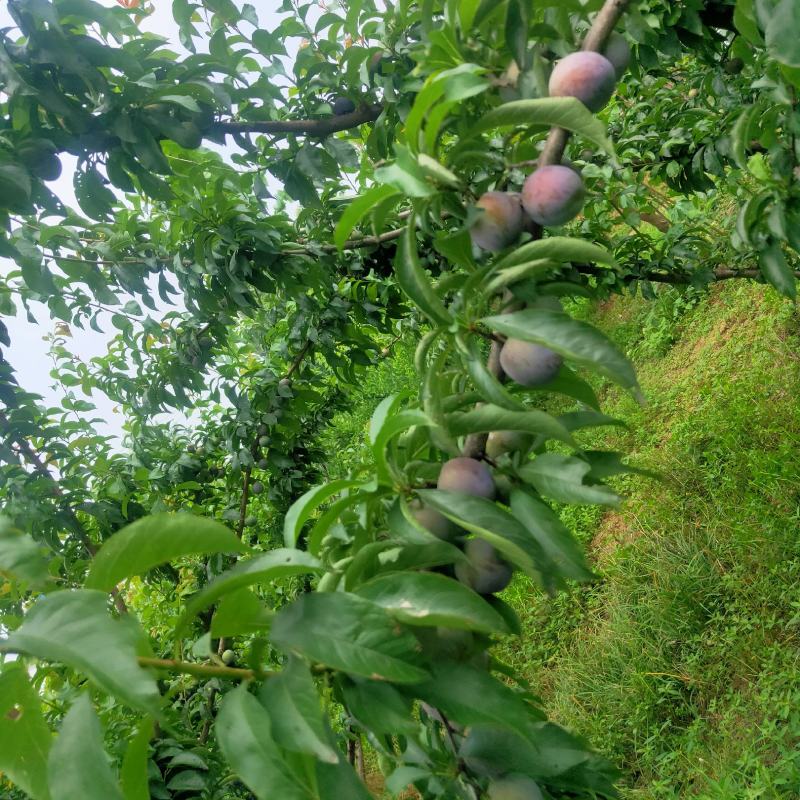 四川脆红李(脱骨李)泡沫箱+冰袋一件代发招代理