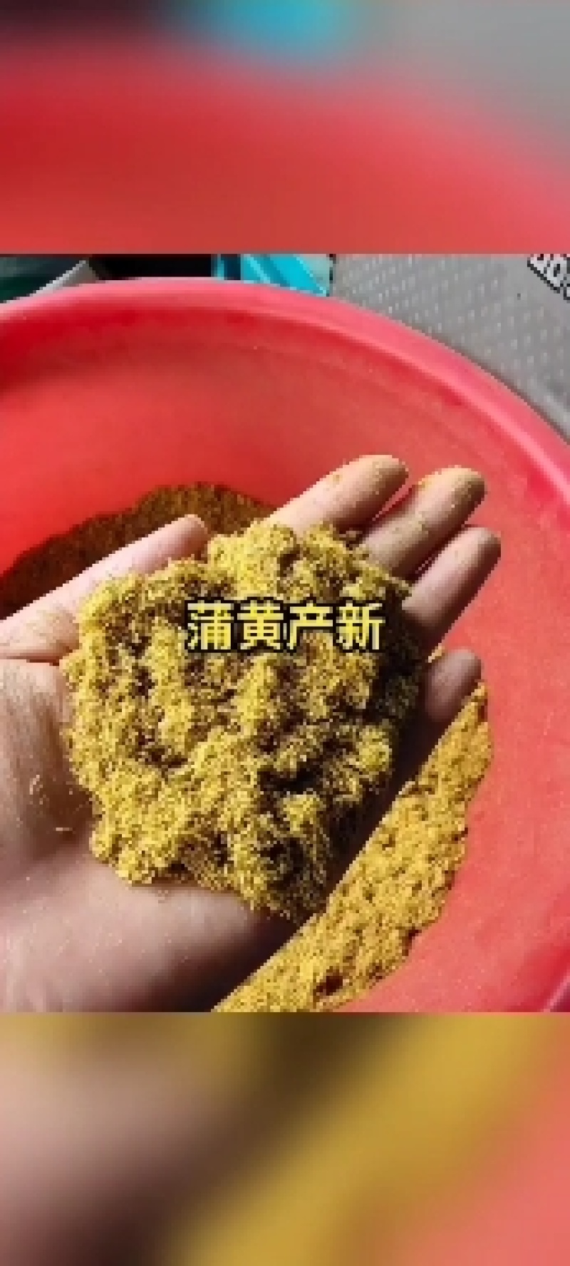 常年购销本地大量精品蒲黄粉，山东滨州阳信劳店镇