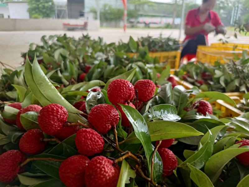 广东省阳江市阳西县红蜜荔精品荔枝
