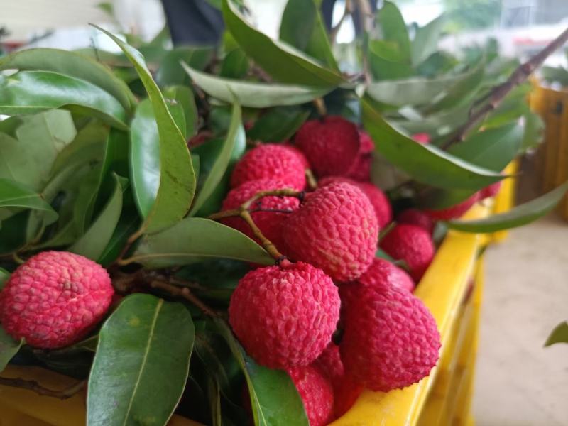 广东省阳江市阳西县红蜜荔精品荔枝
