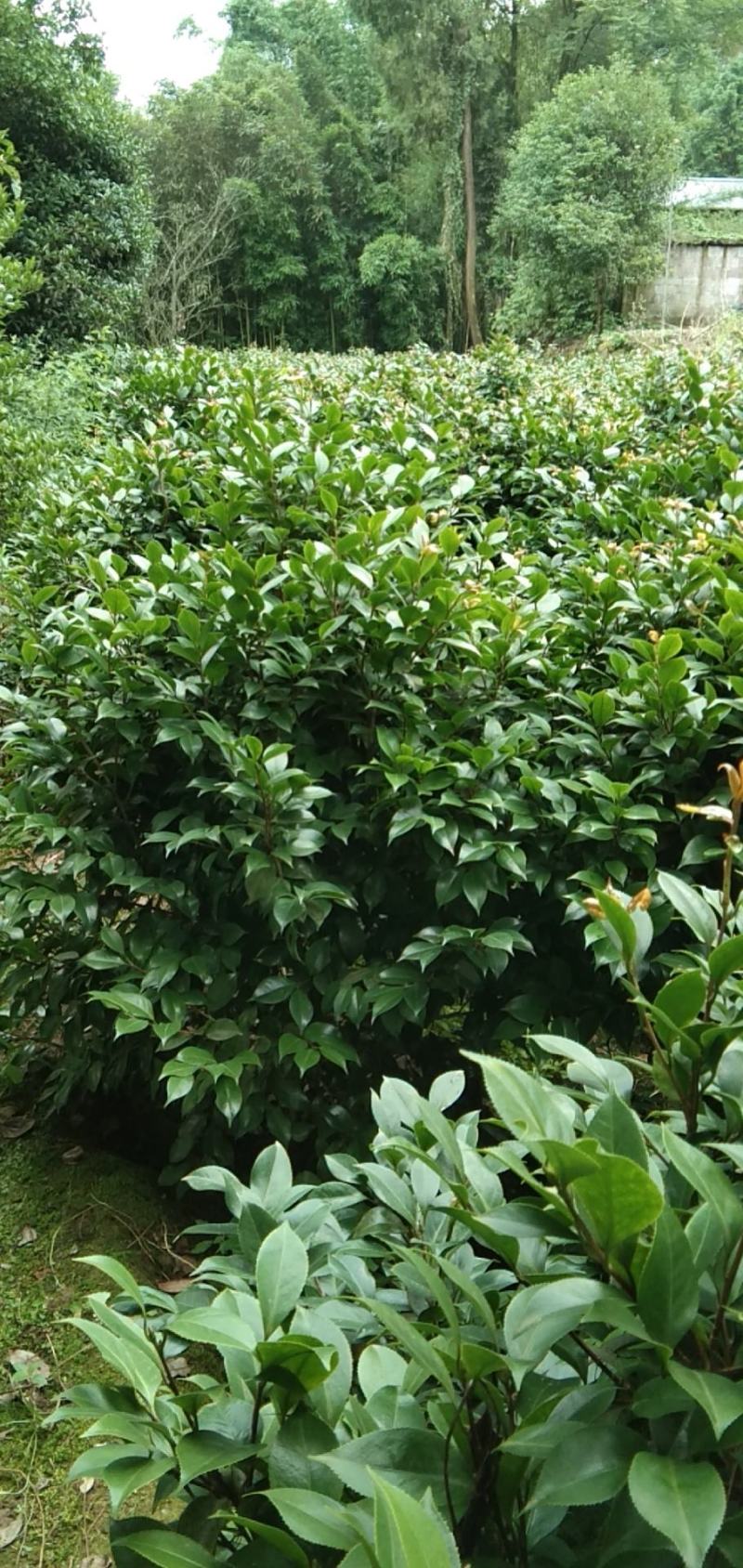 重庆北碚茶花1.5/1.8......