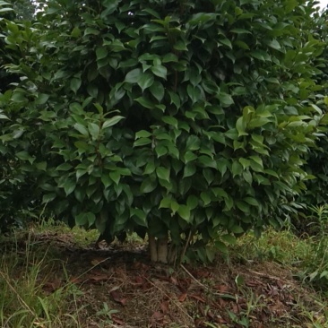 重庆北碚茶花1.5/1.8......