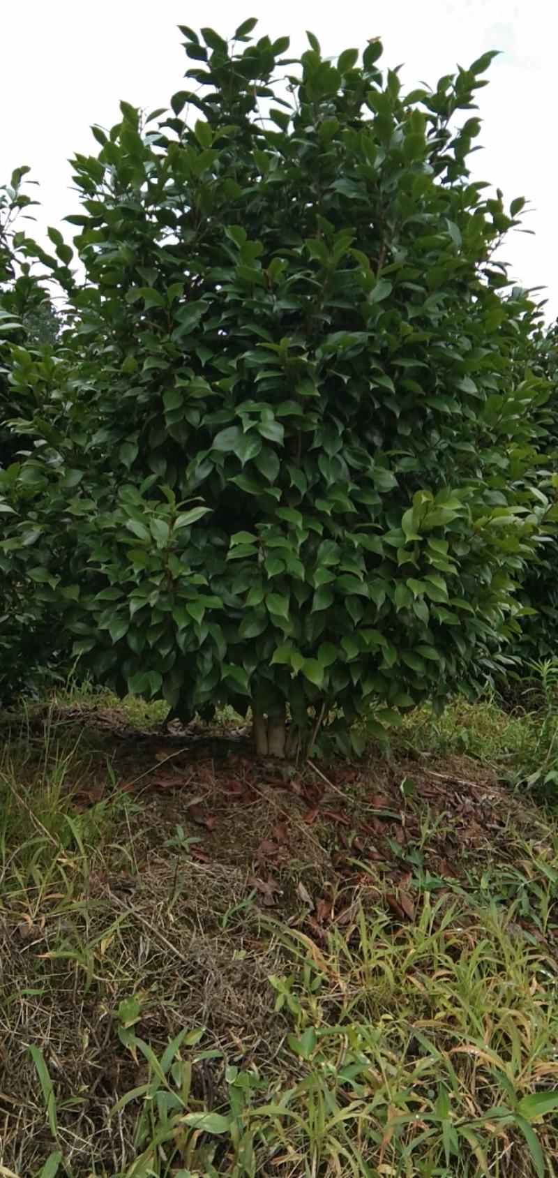 重庆北碚茶花1.5/1.8......