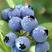 蓝莓苗基地直供一手货源原土原盆发货，包成活，死苗包换