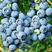 蓝莓苗基地直供一手货源原土原盆发货，包成活，死苗包换