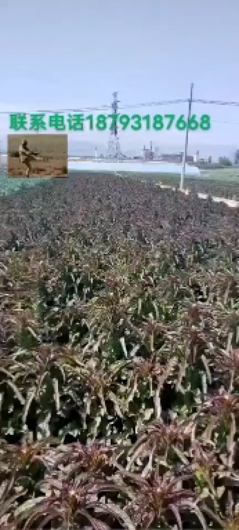精品红叶笋
