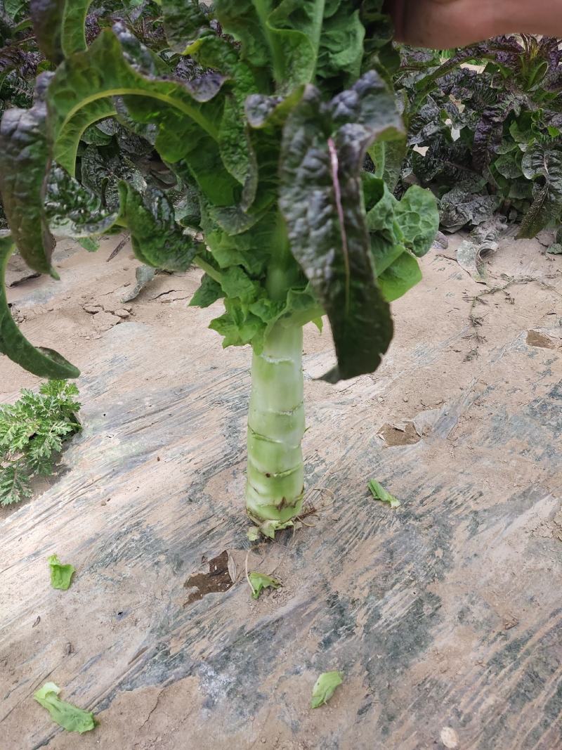 精品红叶笋