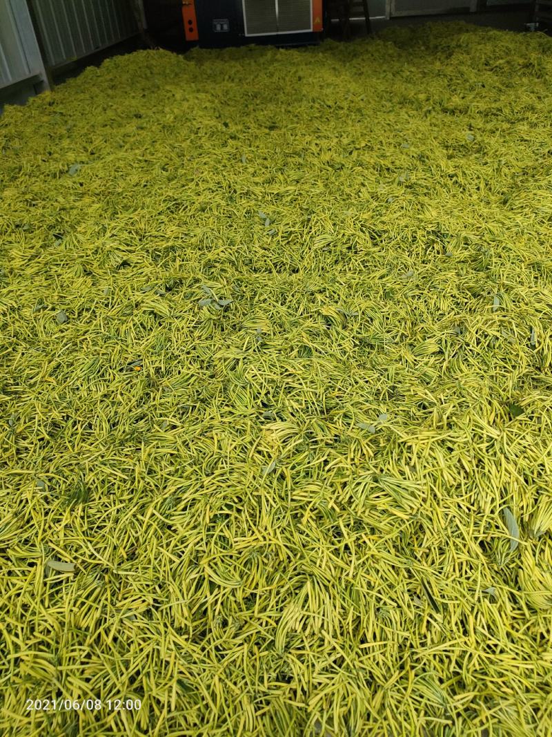 金银花