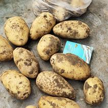 荷兰十五土豆，柏乡大量上市中