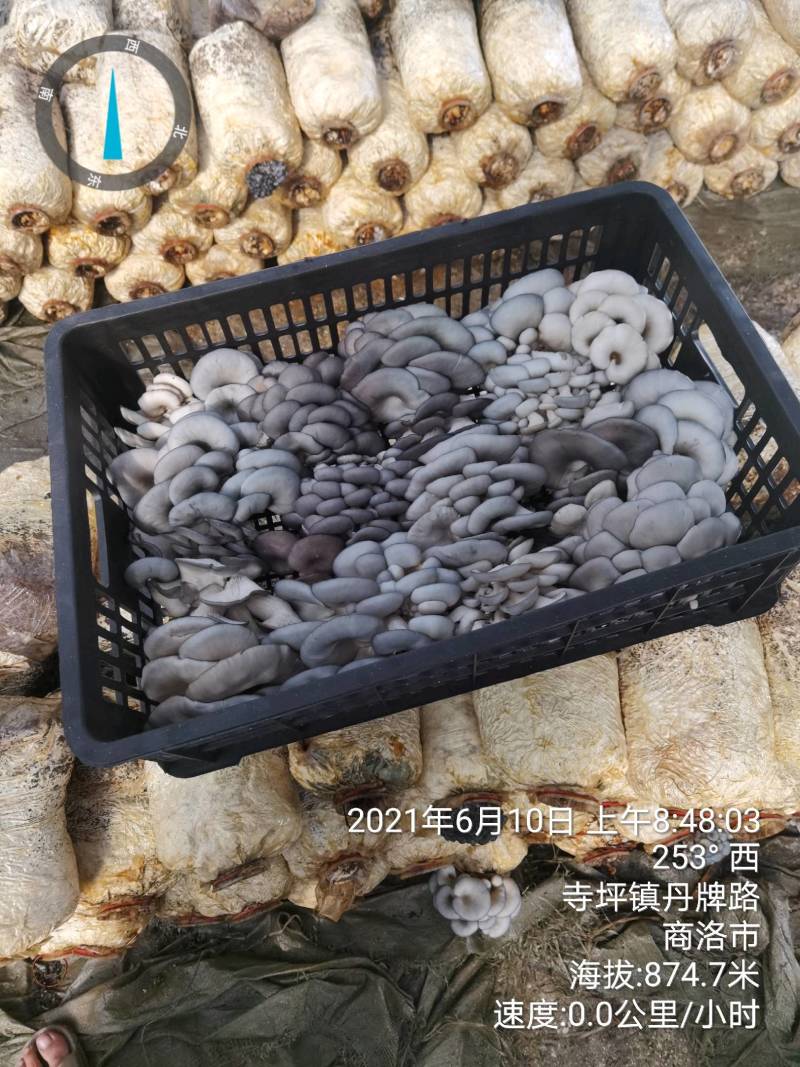 【精品】陕西省反季节黑灰平菇便宜大量有货