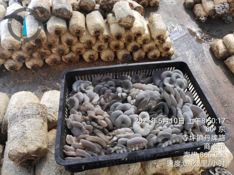 【精品】陕西省反季节黑灰平菇便宜大量有货