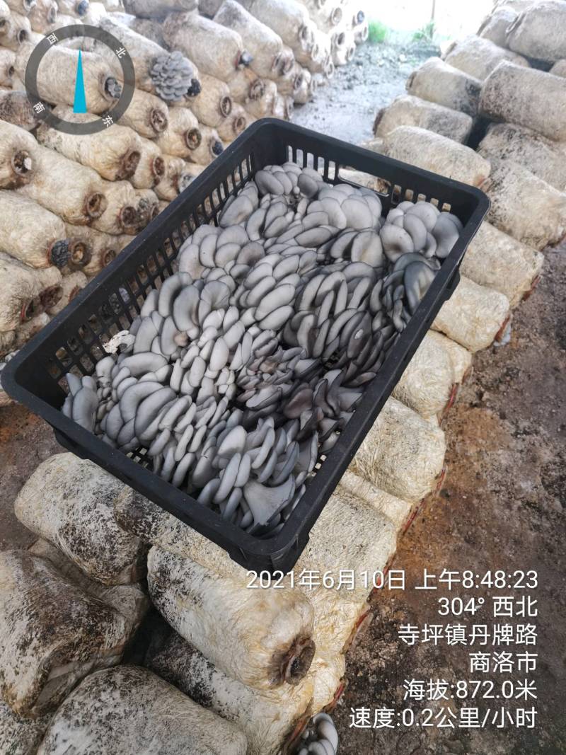 【精品】陕西省反季节黑灰平菇便宜大量有货