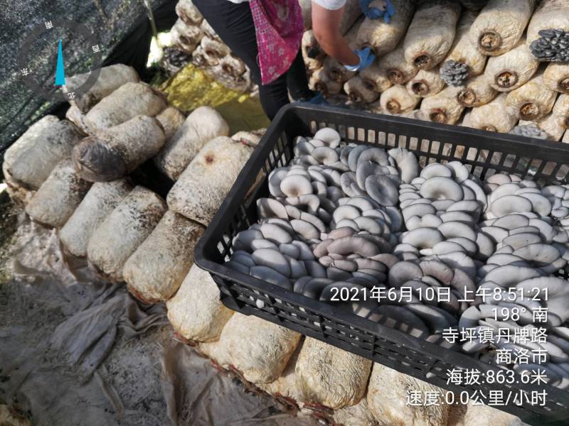 【精品】陕西省反季节黑灰平菇便宜大量有货