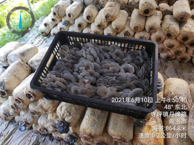【精品】陕西省反季节黑灰平菇便宜大量有货