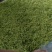 金银花