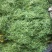 金银花