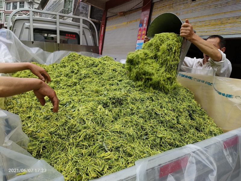 金银花
