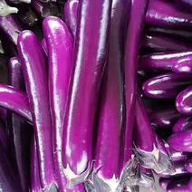 河南焦作博爱，广茄/紫长茄大量上市，产地直销，量大价优