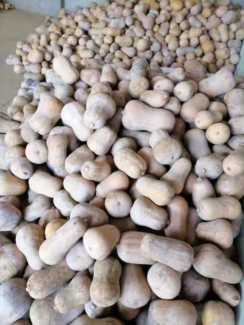 奶油南瓜，产地直发，各种规格，颜色纯正，瓜老日供50万斤