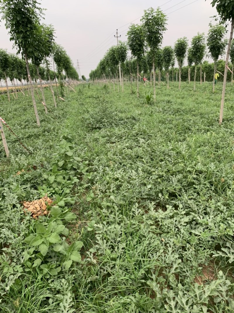 精品龙卷风西瓜大量上市中，需要的客户欢迎来电咨询。