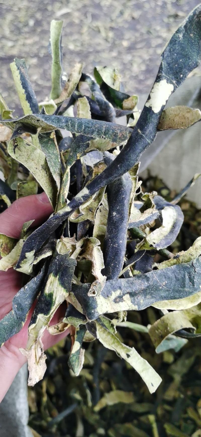 新品冬瓜皮色青卷多手工机拨晒干烘干自己加工一手货源！