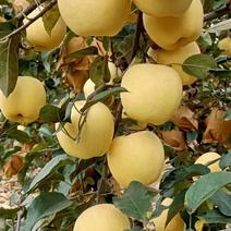 维纳斯黄金苹果苗-HFF63苹果苗—新品种苹果接接穗