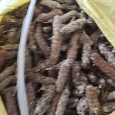 夏枯球