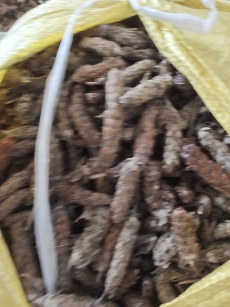 夏枯球