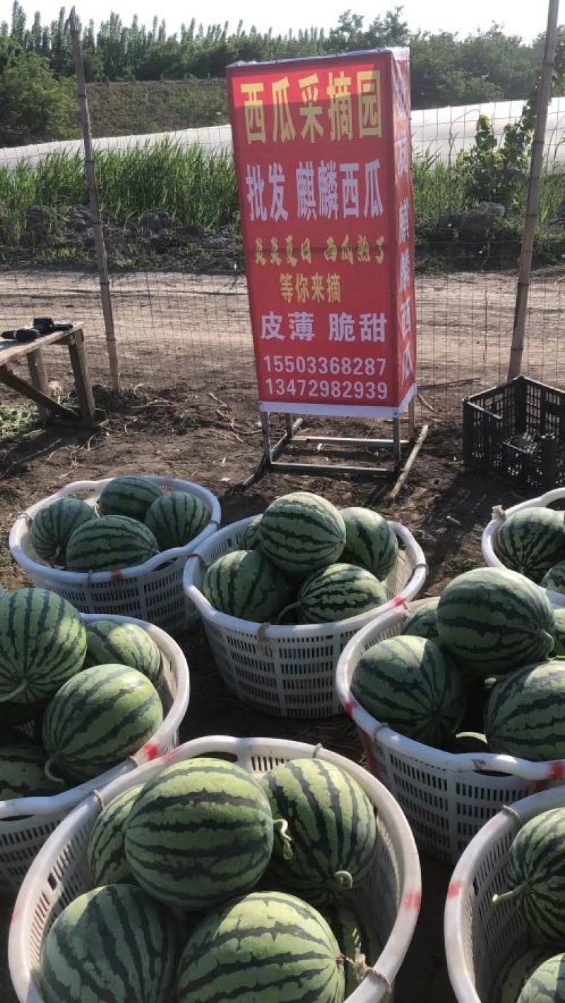 头茬麒麟，外观美丽，口感超甜。