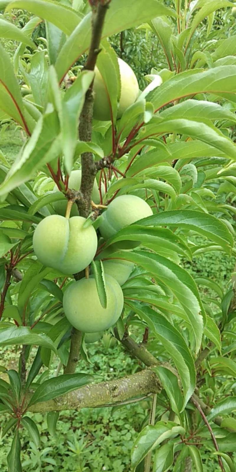 蜂糖李