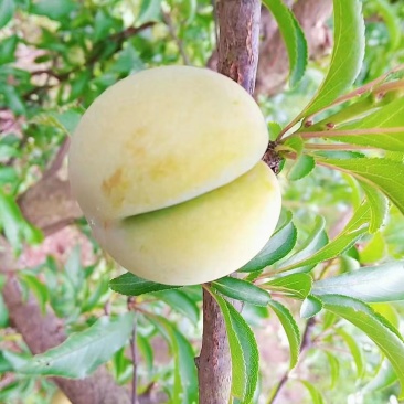 蜂糖李