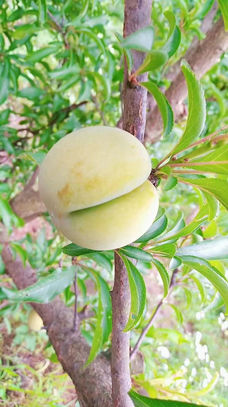 蜂糖李
