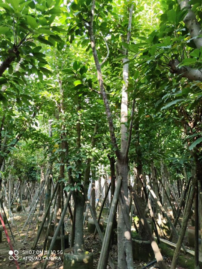 8-20分大叶榕(黄葛榕)，广东大叶榕(黄葛榕)供应