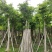 8-20分大叶榕(黄葛榕),广东大叶榕(黄葛榕)供应