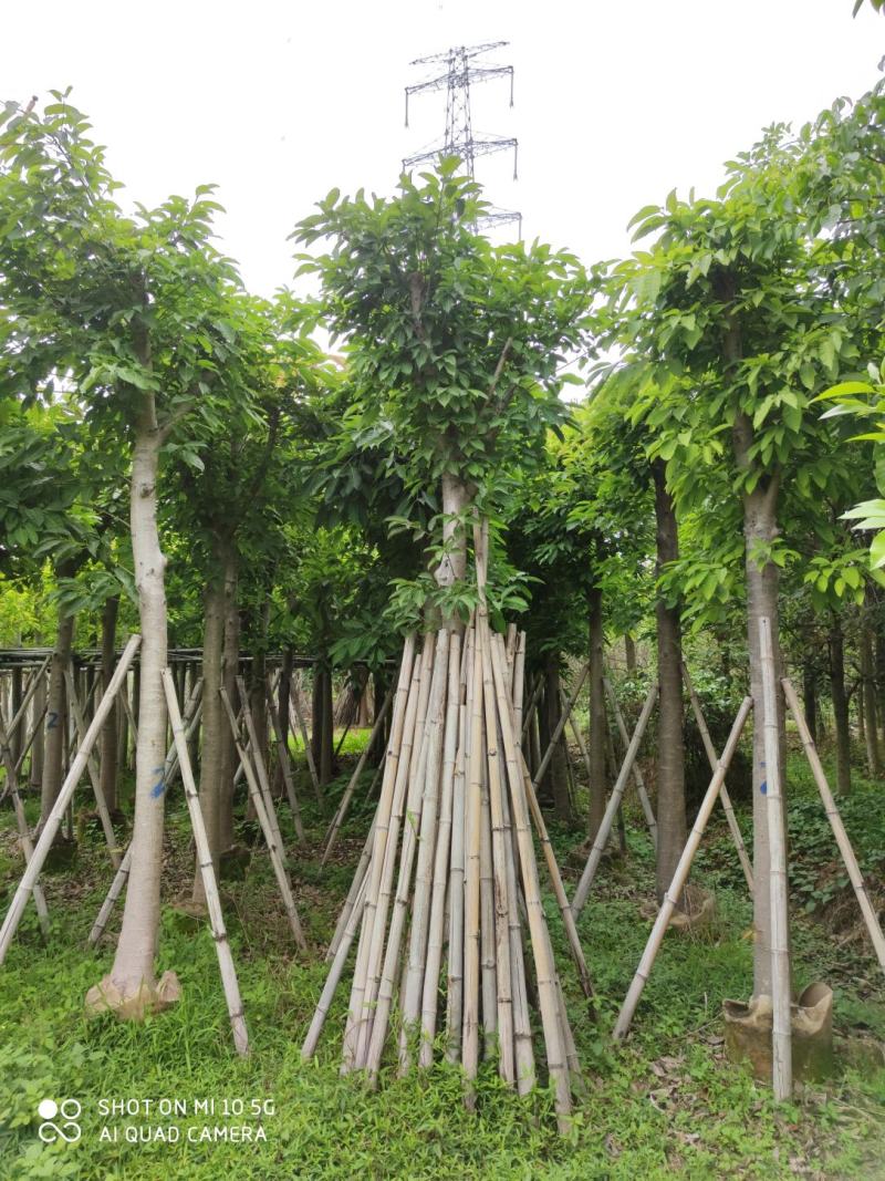 8-20分大叶榕(黄葛榕)，广东大叶榕(黄葛榕)供应