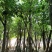 8-20分大叶榕(黄葛榕),广东大叶榕(黄葛榕)供应