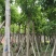 8-20分大叶榕(黄葛榕),广东大叶榕(黄葛榕)供应
