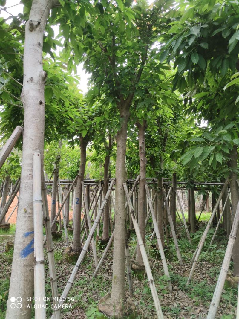 8-20分大叶榕(黄葛榕)，广东大叶榕(黄葛榕)供应