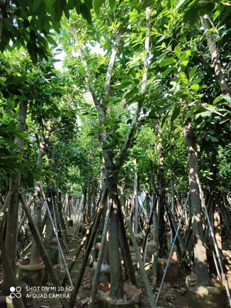 8-20分大叶榕(黄葛榕)，广东大叶榕(黄葛榕)供应