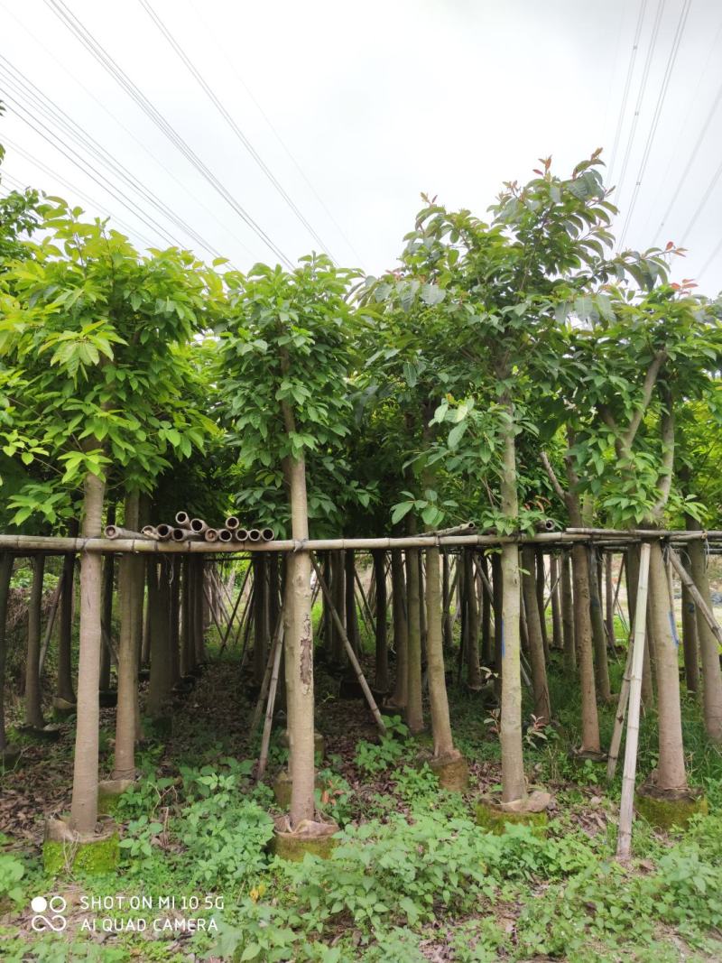 8-20分大叶榕(黄葛榕)，广东大叶榕(黄葛榕)供应
