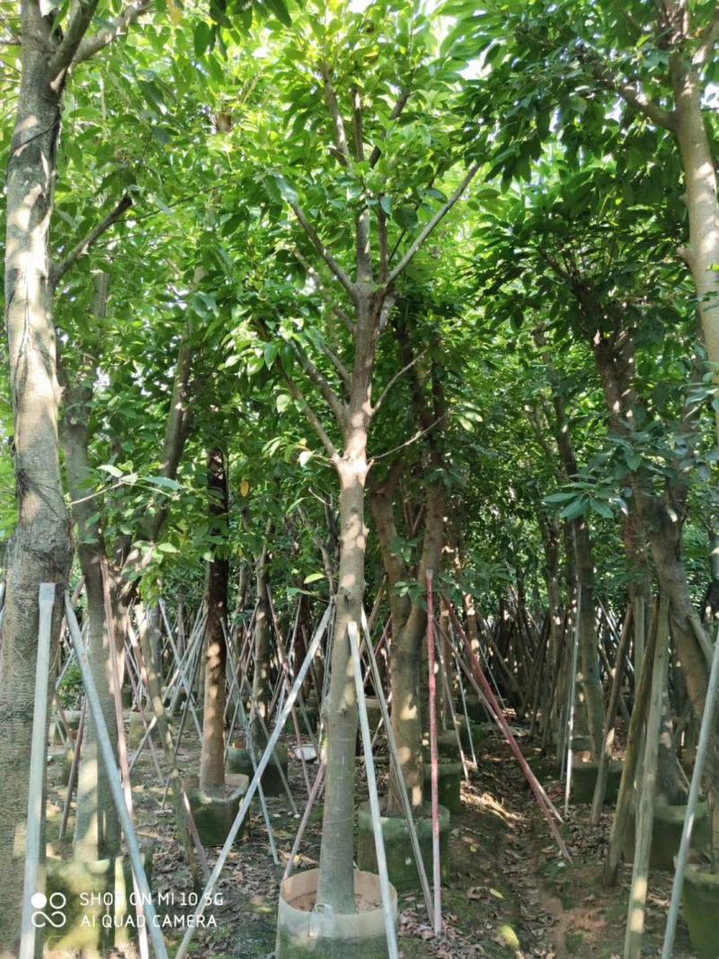 8-20分大叶榕(黄葛榕)，广东大叶榕(黄葛榕)供应