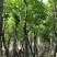 8-20分大叶榕(黄葛榕),广东大叶榕(黄葛榕)供应