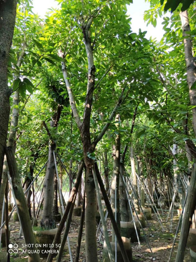 8-20分大叶榕(黄葛榕)，广东大叶榕(黄葛榕)供应