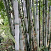 竹筒自家种的大量粉单竹，做竹筒饭最大量大单竹竹筒饭竹筒