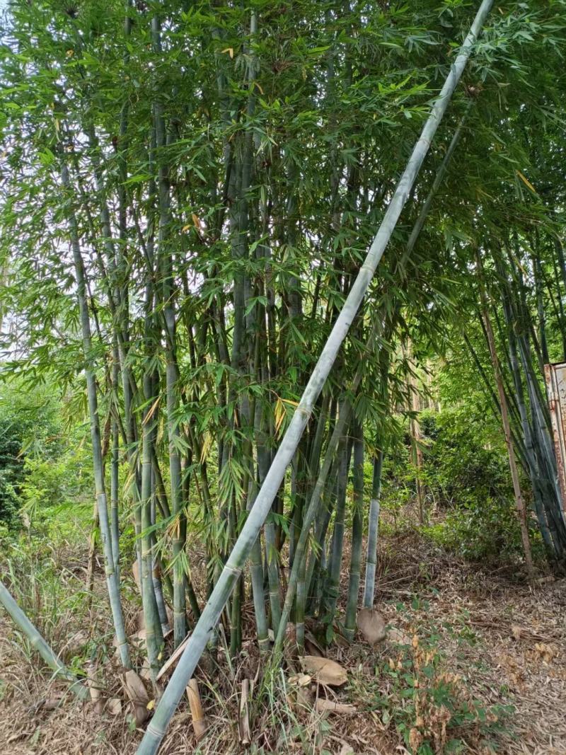 竹筒自家种的大量粉单竹，做竹筒饭最大量大单竹竹筒饭竹筒