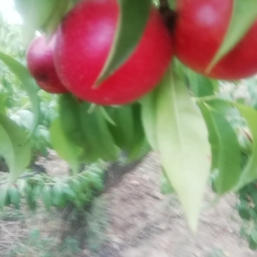 顺风果业，为你提供高坡优质毛桃，口感好，价格低，欢迎各界