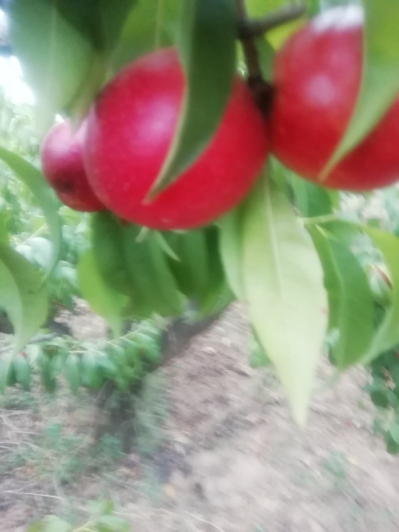 顺风果业，为你提供高坡优质毛桃，口感好，价格低，欢迎各界