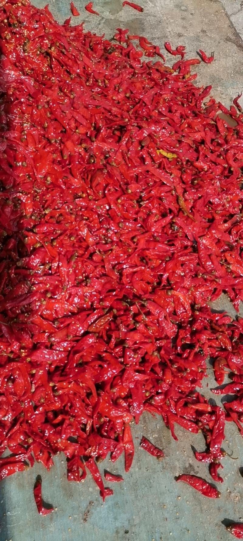 泡辣椒，一年以上，酱香型，适应加工成品泡椒，打酱