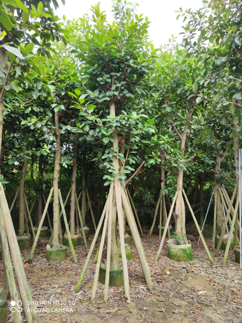 5-20分高山榕袋苗批发，广东高山榕供应