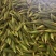 糯玉米大量上市，可发全国商超，欢迎全国客商采购